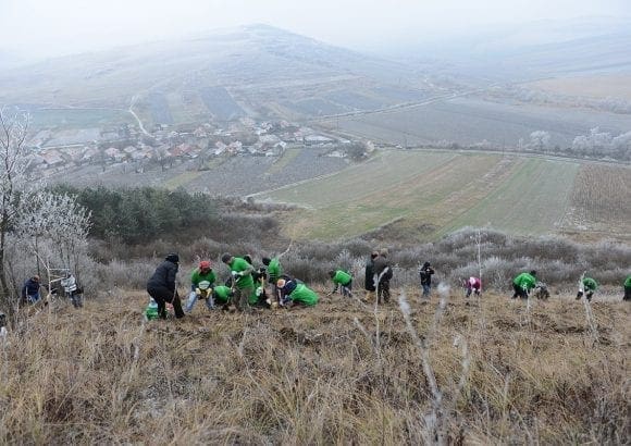 Stage 1 - Afforestation project autumn 2014