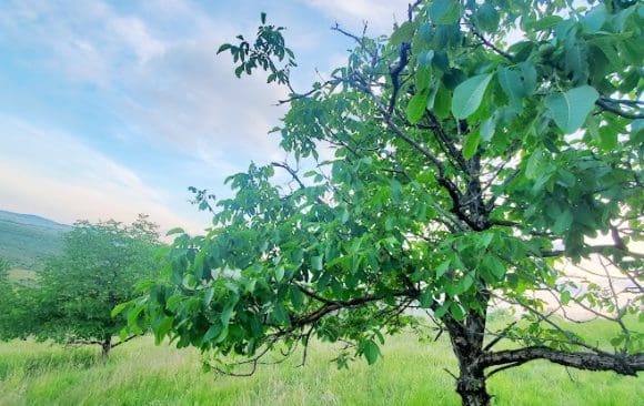 Nussbaumplantage in Batos – erstes Jahr -2023