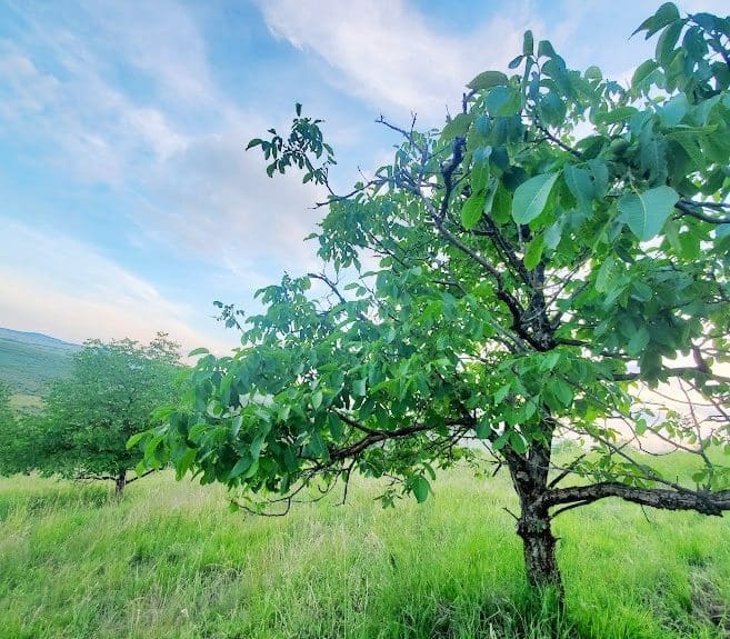 WALNUT ORCHARD in Batoș – first year -2023