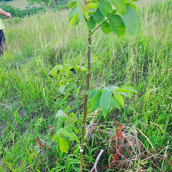 Nussbaumplantage in Batos – erstes Jahr -2023