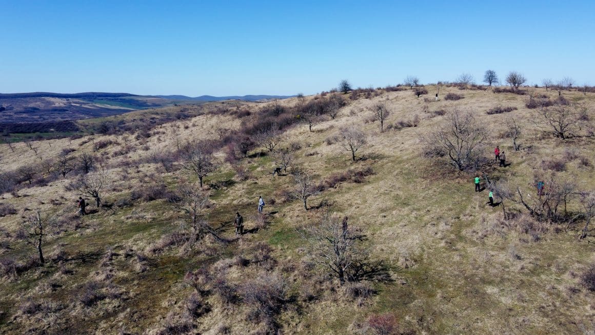 Livada cu NUCI la Batoș – primul an -2023
