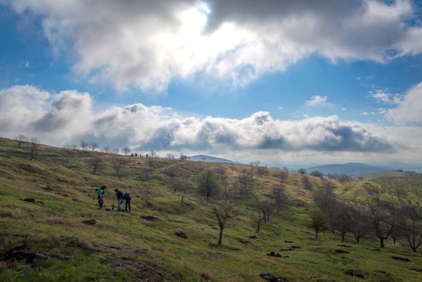 Spring 2025-tree planting event